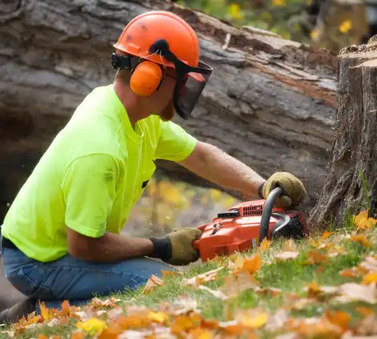 tree services New Franklin